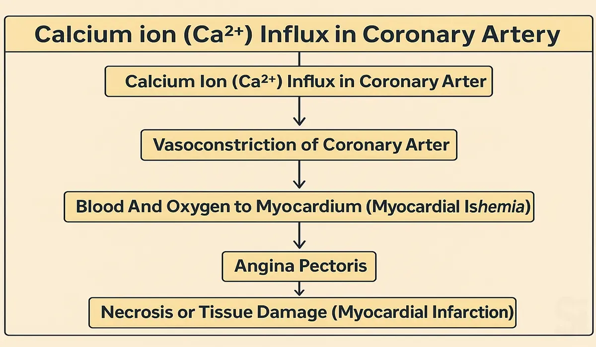 Calcium-ion-Influx-in-Coronary-Artery