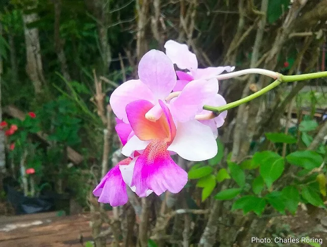 Pink orchid flowers