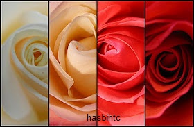 Arti Warna Bunga Mawar