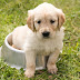 Pets: what we don’t know about them