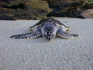 Karimunjawa Turtle (Jepara Tourism Info)