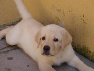 Filhotes de Labrador caramelo