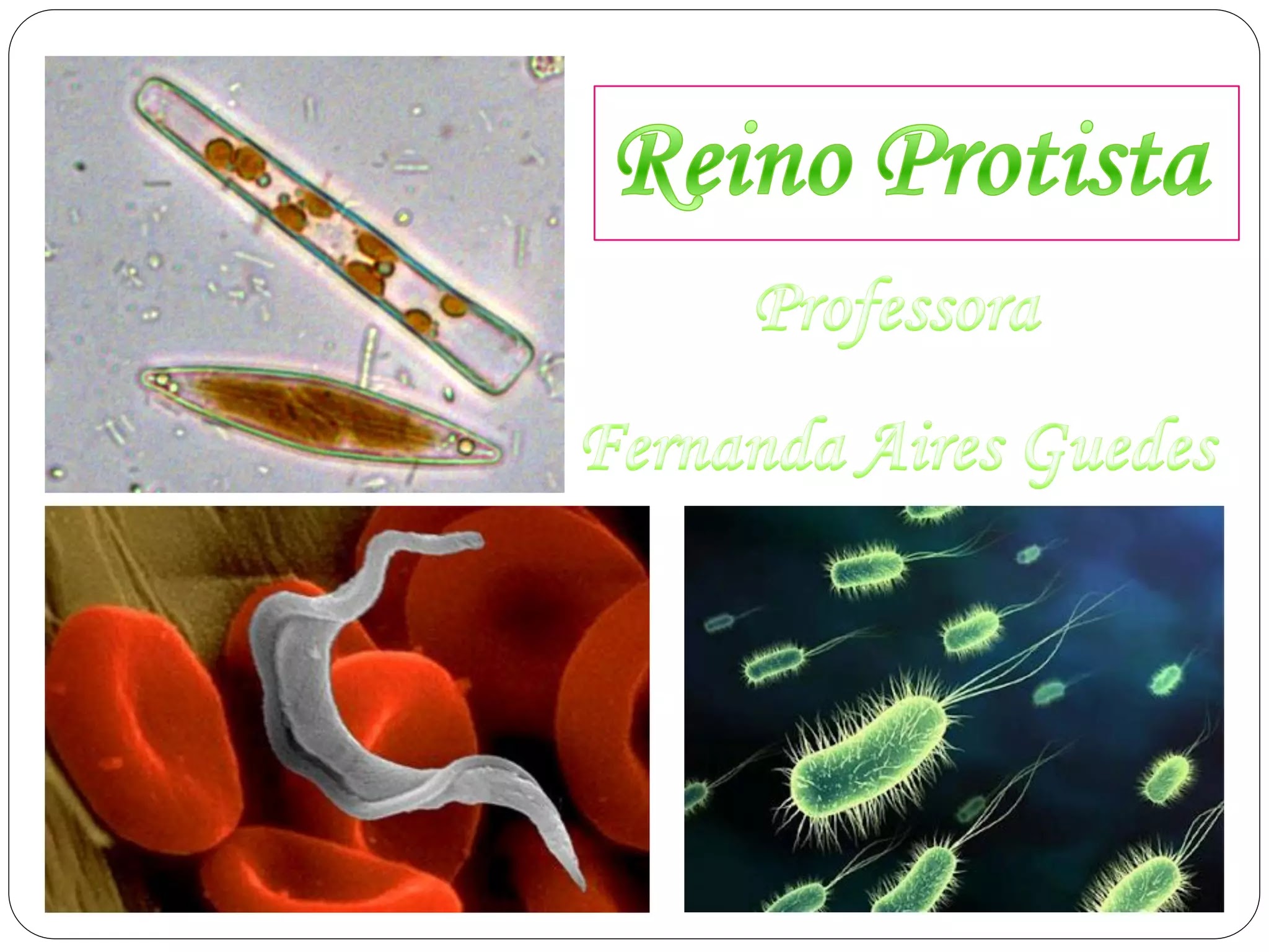 Reino Protista resumo