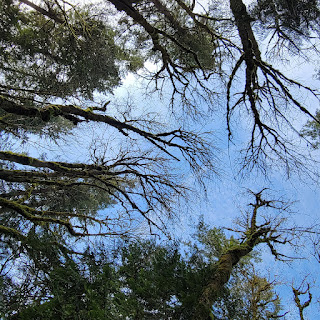 Photo looking up through a circle of tall evergreens at blue sky overhead