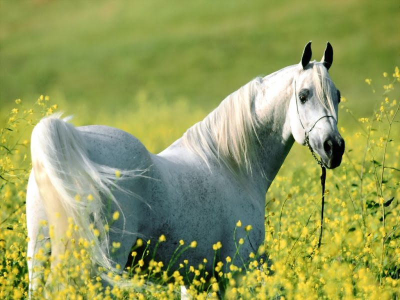 Horse - Beautiful Desktop WallPapers Seen On www.coolpicturegallery.us