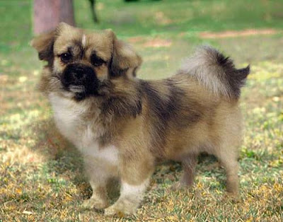 Tibetan Spaniel Puppy Picture