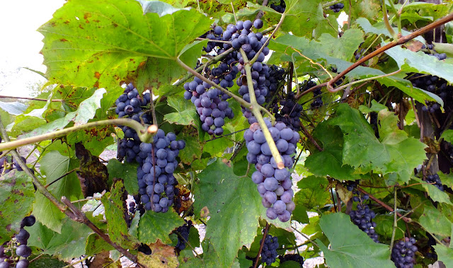 Amur grape (Vitis Amurensis) अङ्गुर