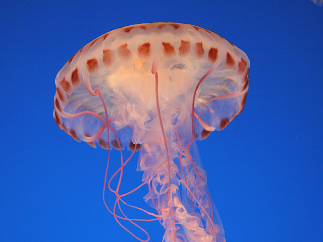 jellyfish pictures