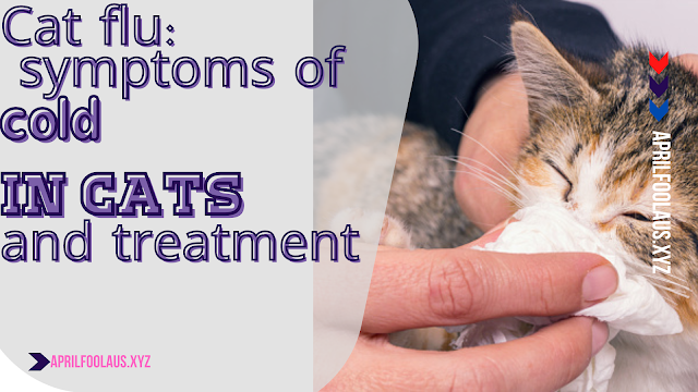 Cat flu: symptoms of cold in cats and treatment