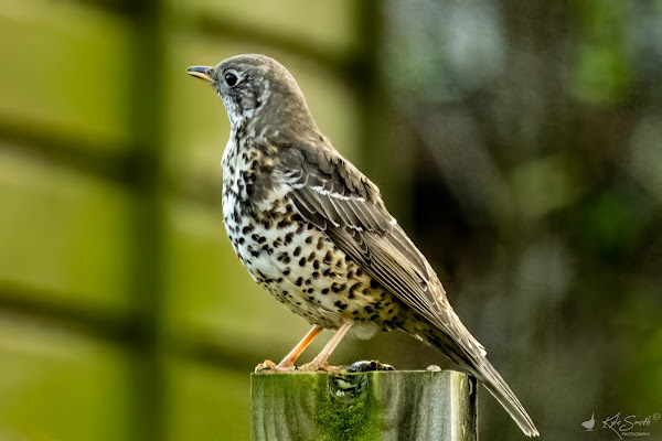 Mistle thrush