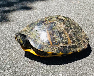 reptile; painted turtle (Eastern); E. picta; Mt. Pleasant; South Carolina; Giorgio Coniglio