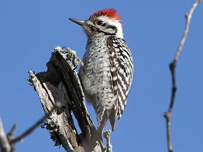 ladder-back woodpecker