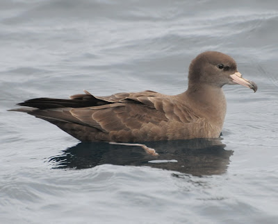 Flesh-footed Shearwater (Puffinus carneipes)