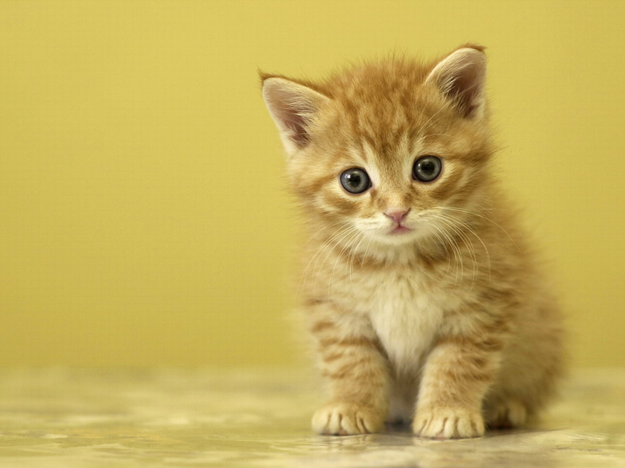 20 Gambar Kucing Dan Anak Kucing Lucu