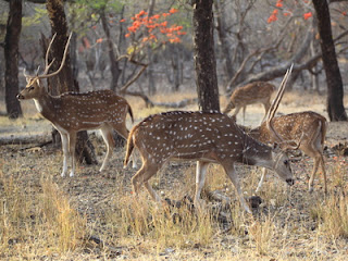 Ranthambore National Park