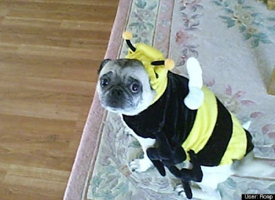 Crazy Halloween Costume for Dog Seen On www.coolpicturegallery.us