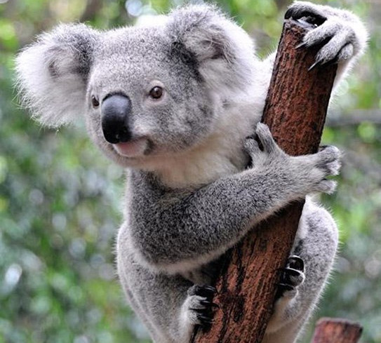 Koala Loài Vật Đần Độn - Biểu Tượng Của Nước Úc