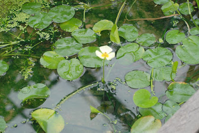 amapola de agua