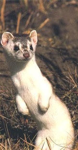 Weasels Facts, Amazing Animals , Weasels Amazing Fact