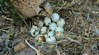 My coturnix quail is nesting and sitting her own eggs