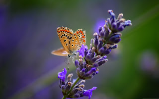 Wallpapers de Mariposas