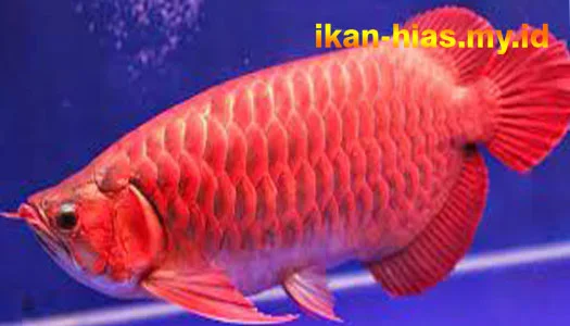 Pertumbuhan yang Lambat Ikan Arwana