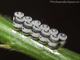 Harlequin Bug Eggs