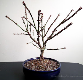 Euonymus Alatus bonsai in round pot
