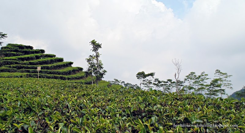Menelusuri Kebun Teh & Air Terjun di Barat Yogyakarta