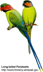 Long-Tailed Parakeet - Source: Avianweb