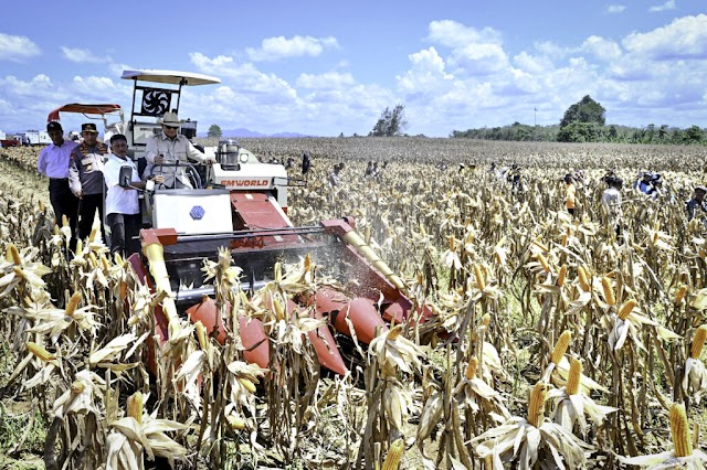 Panen Jagung 344 Ribu Hektare, Indonesia Siap Jadi Lumbung Pangan Dunia  