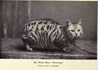 MANX SILVERWING, a quaintly marked little Silver Tabby, formerly owned by Mr. Foalstone. At the Manchester N.C.C.C. Show she was purchased by Mr. Ward, of Longsight. Silverwing has won many prizes, and calls forth great admiration whenever exhibited