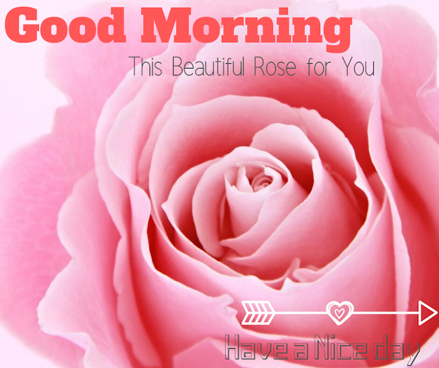 Pink color rose  Good Morning  Images