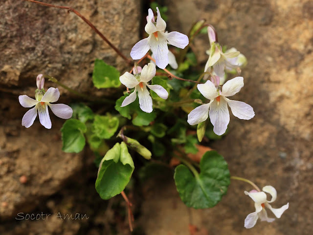 Viola grypoceras