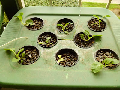 Bok Choy Growth Right