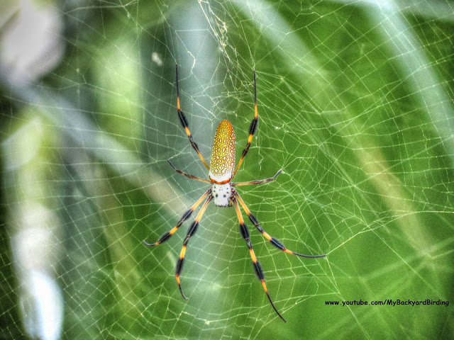 Golden Silk Orb Weaver Spider in Florida