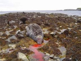 http://www.telegraph.co.uk/news/earth/earthnews/11531915/Mass-seal-slaughter-as-RSPCA-opts-to-protect-fish-farms.html