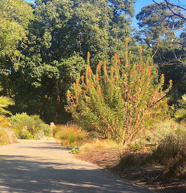 Visite du jardin botanique de San Francisco