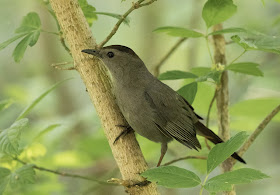 Gray Catbird - Magee Marsh, Ohio, USA