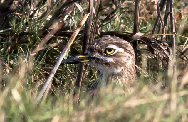 Water Thick Knee Table Bay Nature Reserve Woodbridge Island Vernon Chalmers Photography Copyright
