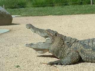 Un crocodile qui ouvre ses machoir et laisse apercevoir ses dents