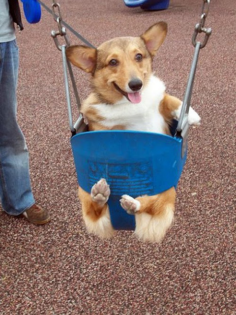 Funny And Cute Swinging Dogs