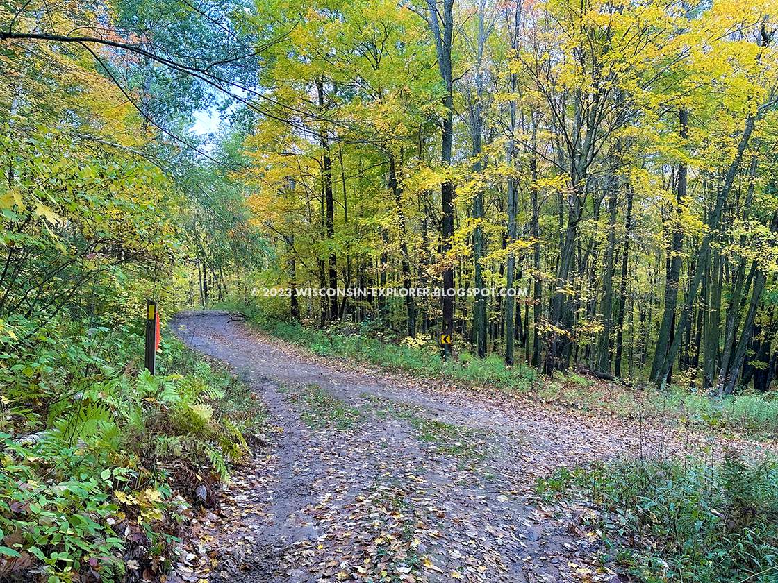 wet dirt road surrounded by gold autumn leaves