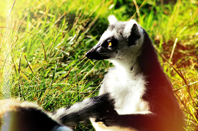 day out, west midlands safari park, wildlife, competition, photographer, photography, beauty blogger, wild animals, ring tailed lemur, 