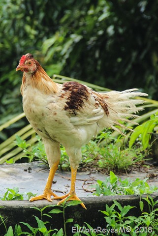 Pollo selvatico Iquitos