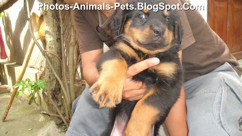 rottweiler puppies