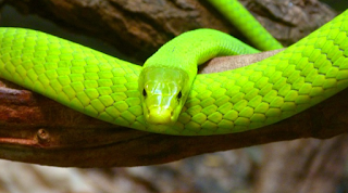 Horóscopo Chino Serpiente Madera, Horóscopo Chino Áspid Madera, Zodiaco Chino Serpiente Madera, Zodiaco Chino Áspid Madera, Horóscopo Chino Serpiente Madera Amor, Serpiente Madera Amor, Serpiente Madera Características, Horóscopo Chino Serpiente Madera Características - Astrofuturoonline.blogspot.com