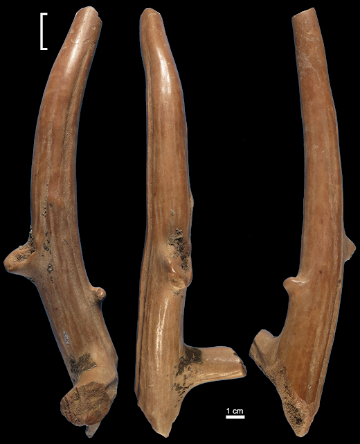 Discovery of 115,000-year-old bone tools in China