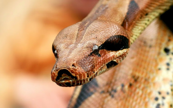 Reticulated Python
