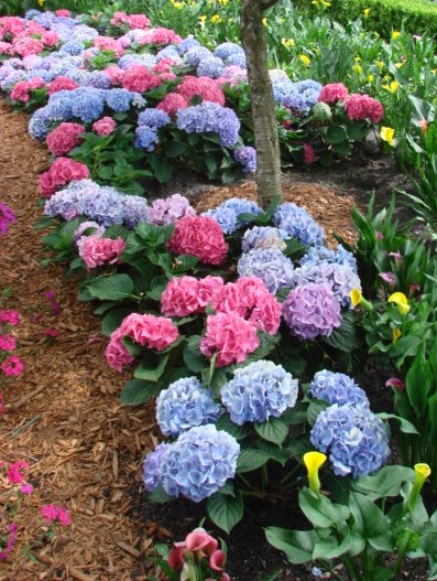 Other cool season blue annuals that will thrive in Florida are 